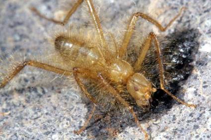 Mosca con aspecto de araña