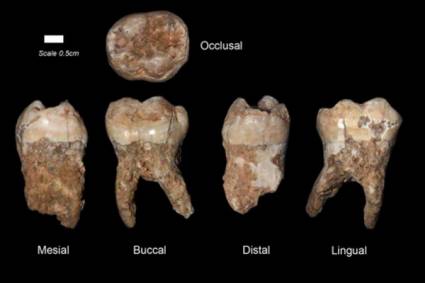 Dientes de antiguos Homo Sapiens