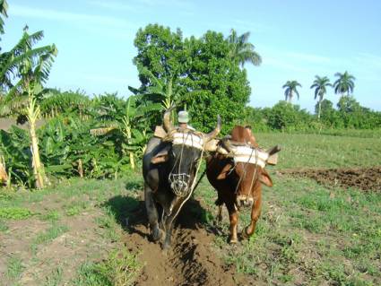 Recuperación agrícola cubana
