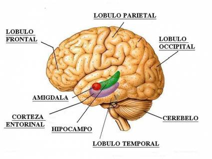 Cerebro Humano