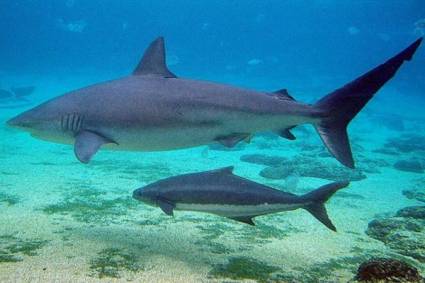 Tiburones