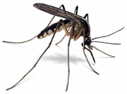Mosquitos modificados