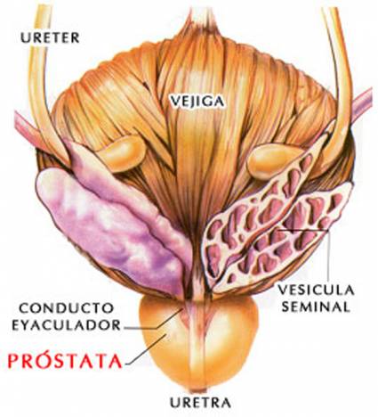 Próstata