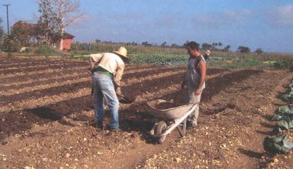 Campesinos en el surco