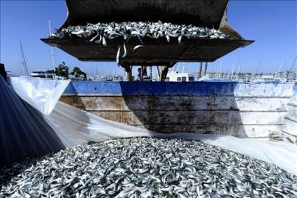 Millones de sardinas muertas