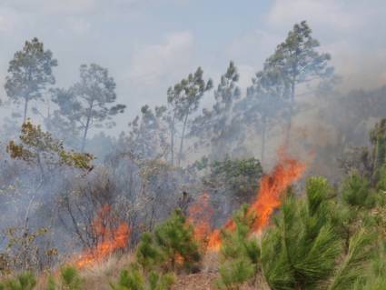 Fuego en Pinar