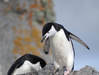 Pingüinos Adélie y Barbijos