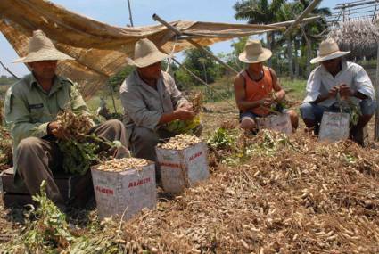 Sector agropecuario