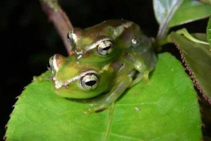 Ranas de Madagascar