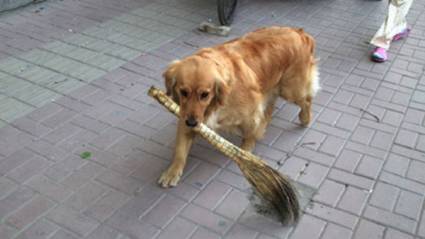 Perrito 