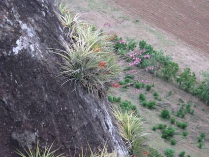 Orquídeas 