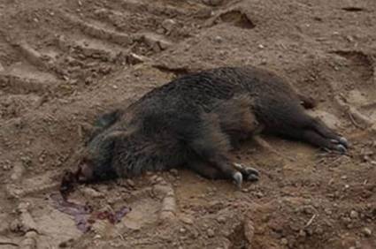 Muertes de jabalíes en noroeste de Francia 