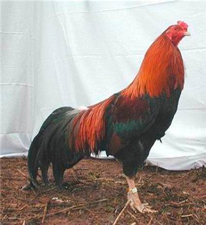 Gallina Cubalaya