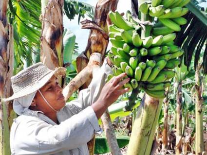 Agricultura