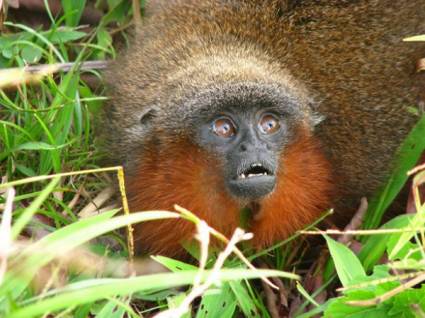 Nueva especie de mono del género Callicebus