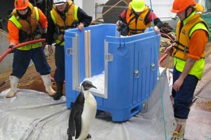 Rehabilitación del pingüino emperador Happy Feet
