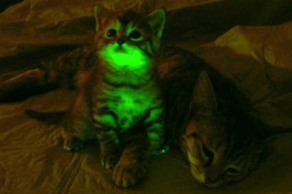 Gato fluorescente