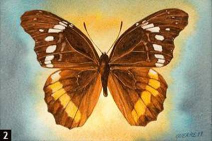 Anetia cubana