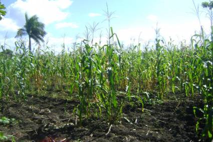 Campos de la Empresa Agropecuaria Laguna Blanca