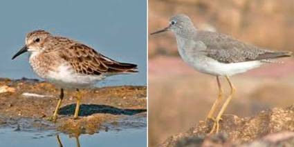 Calidris mauri y Tringa flavipes