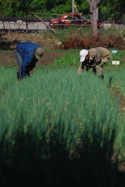 Agricultura