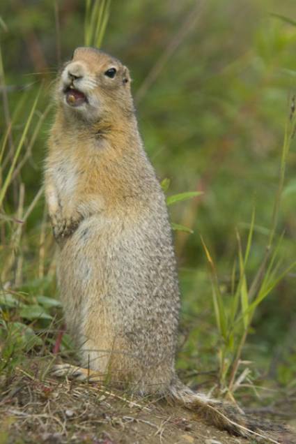 Especie de ardilla ártica