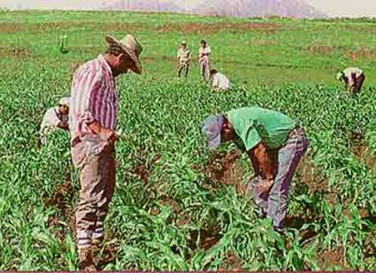 Campesinos 