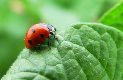 Relación entre insectos y plantas