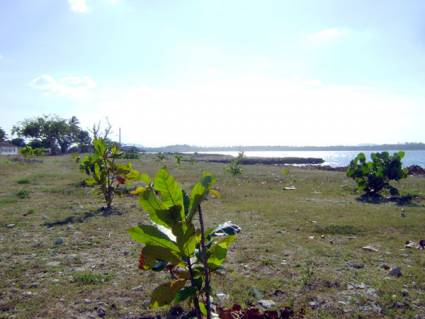 Repoblación forestal 