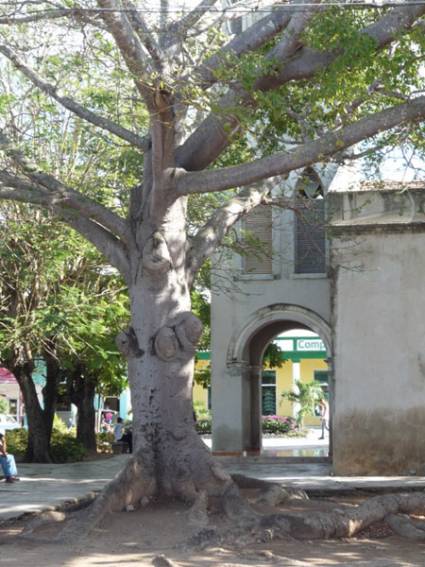 Ceiba martiana de Puerto Padre 