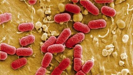 Bacteria E.coli