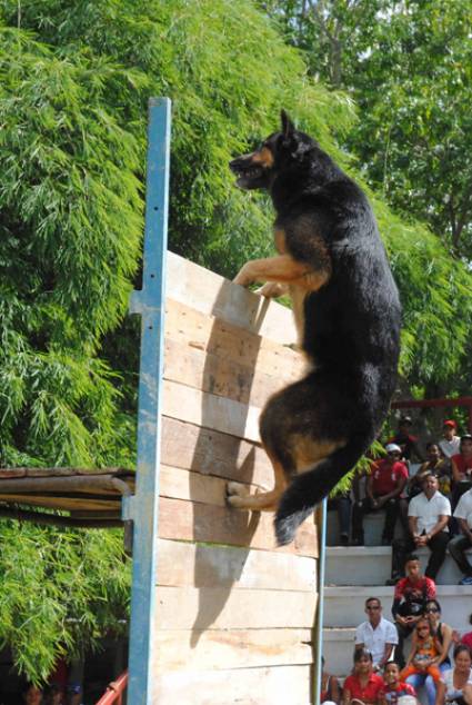 Deportes caninos