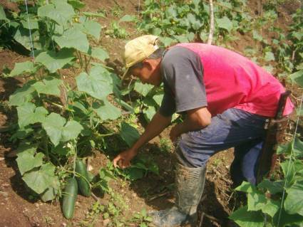 Campesino