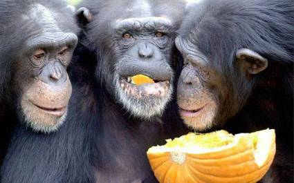 Chimpancés 