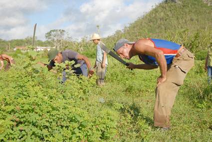 Jóvenes de toda Cuba ayudaron a reconstruir la Isla de la Juventud