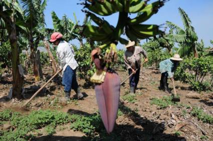 Agricultores pequeños