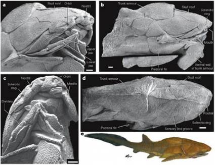 Entelognathus primordialis