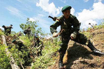 Plantaciones ilegales de coca