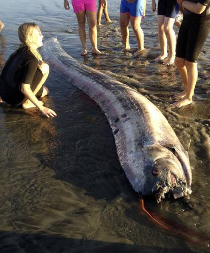 «Serpientes marinas»