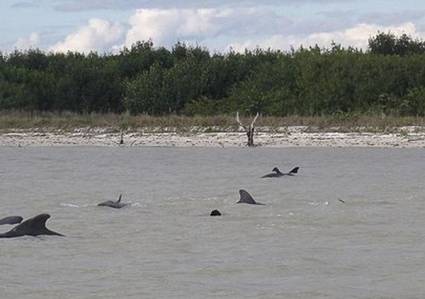 Ballenas a la deriva