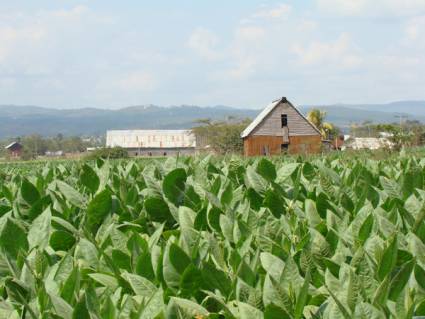 Plantaciones de tabaco