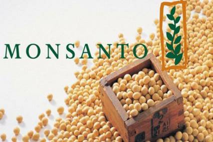 Maíz Monsanto