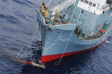 Japón captura ballenas en el océano Pacífico
