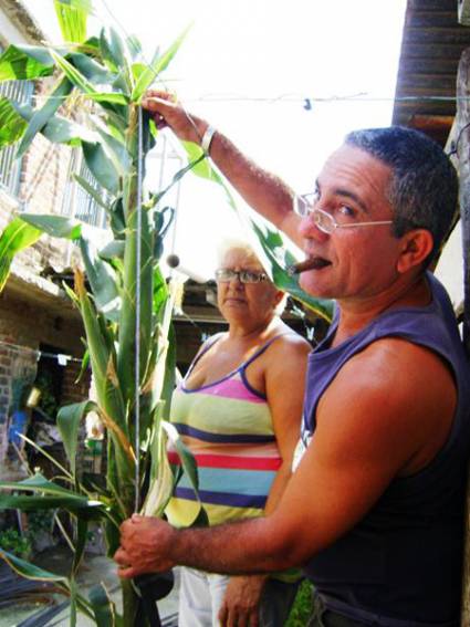 Las mazorcas gigantes de Martha