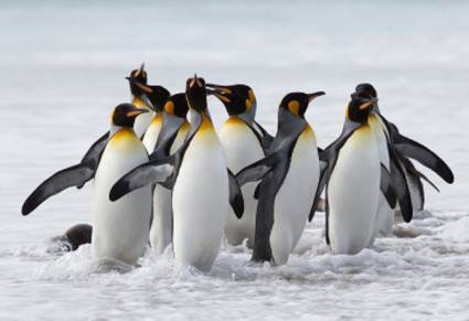 Pingüinos