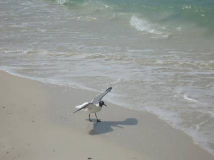 Gaviotas oceánicas