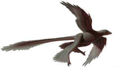 Changyuraptor yangi