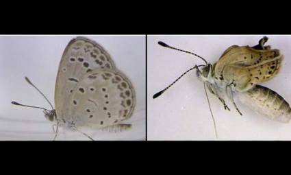 Mutaciones genéticas en mariposas de Fukushima