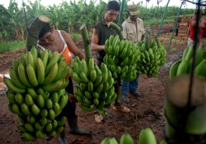 Empresa de Cultivos Varios La Cuba