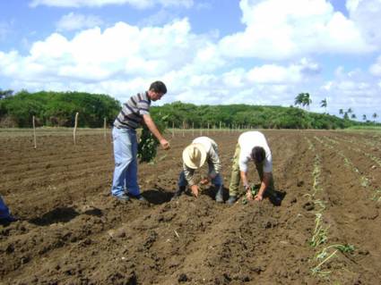 Campo